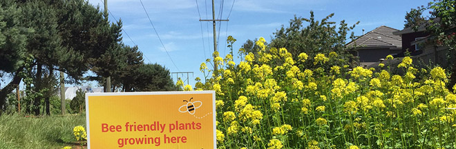 Pollination corridor in Richmond Pollination corridor in Richmond